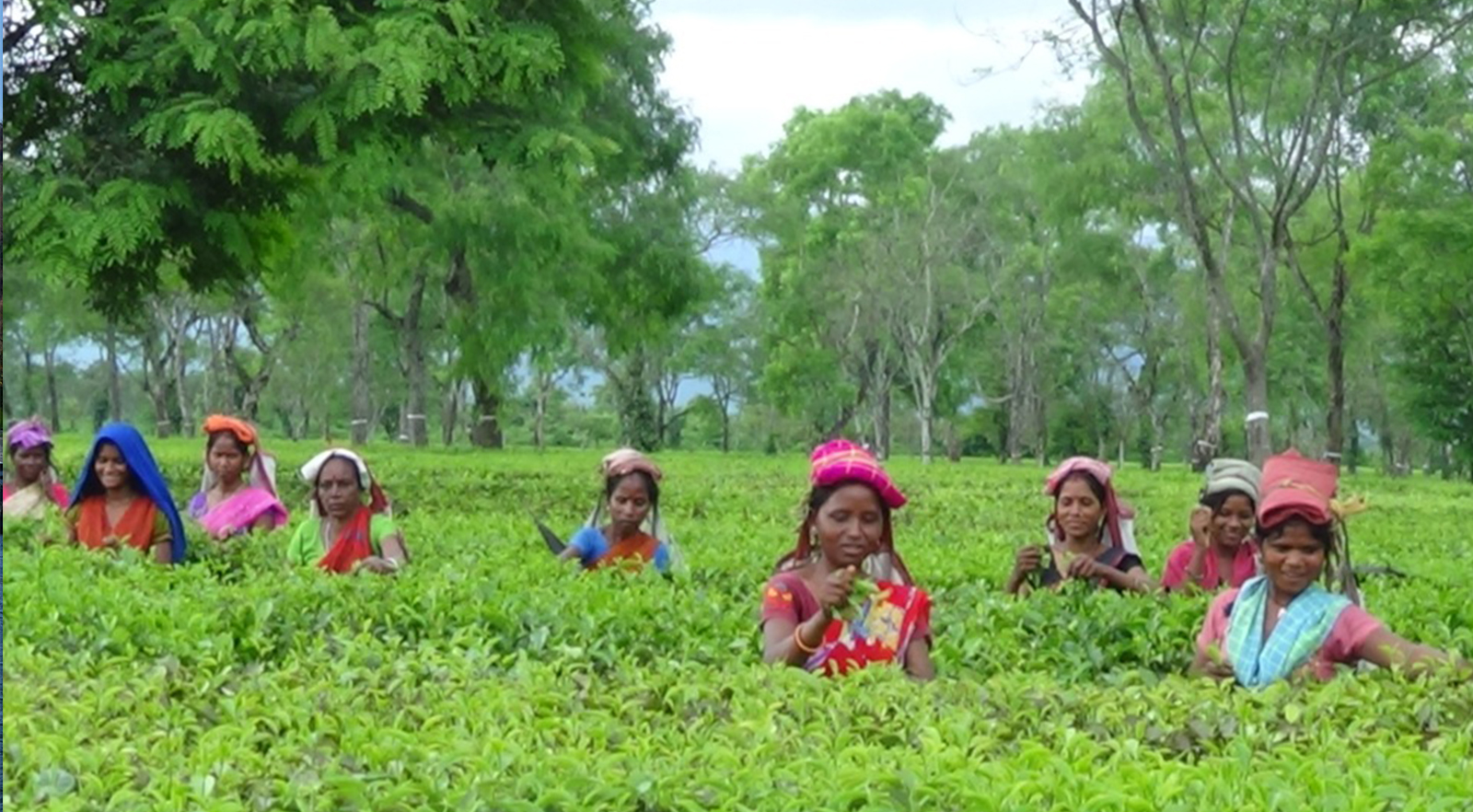 Assam Tea plantation